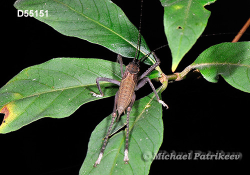 Hispaniolan Hooded Katydid (Polyancistrus serrulatus)